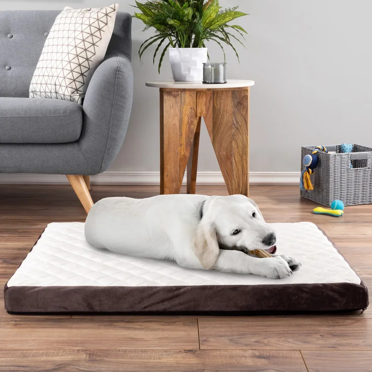 Odor resistant best sale dog bed