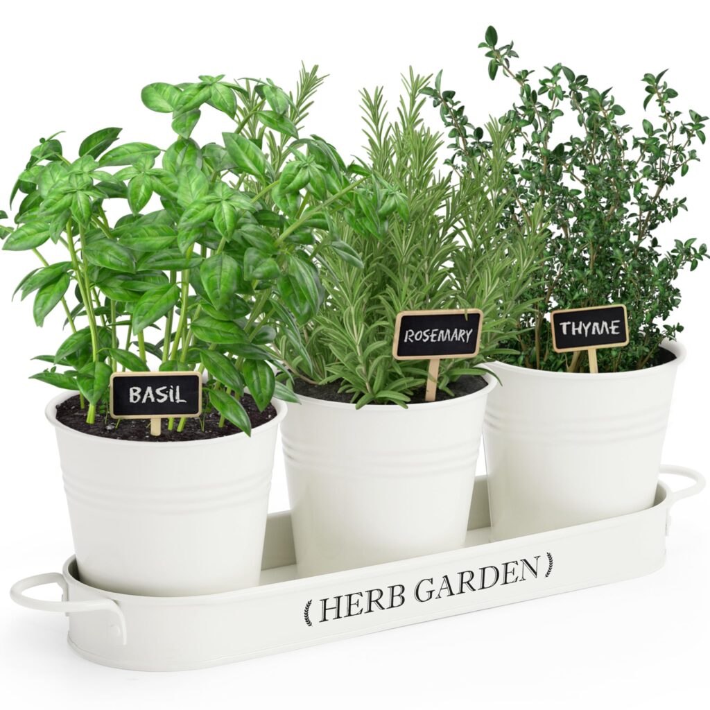 Set of 3 Mini Potted Herbs - Threshold